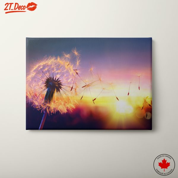 Dandelion in Sunset Light