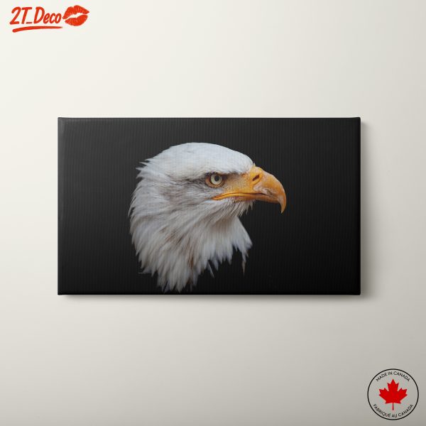 Majestic Eagle Portrait on Black Background 2