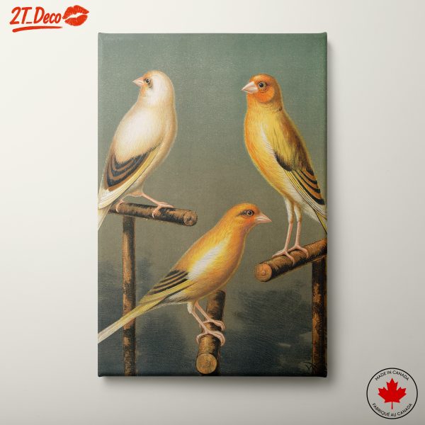 Three Colorful Birds on Perches