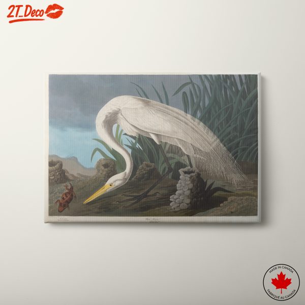 Great Egret in Lush Wetland Scene