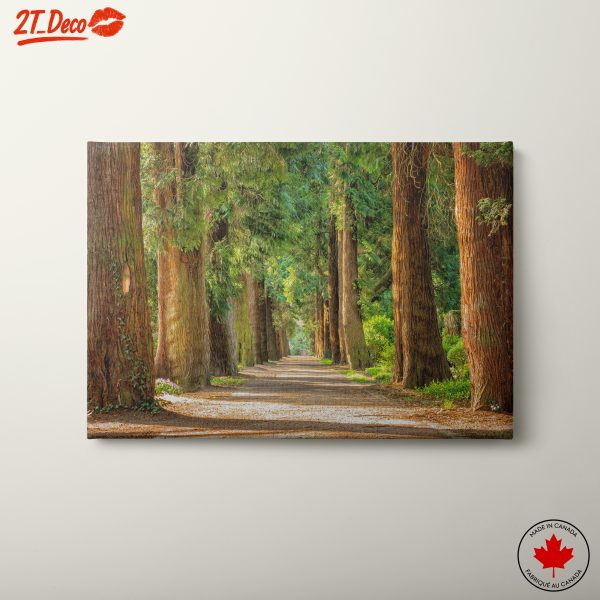 Serene Tree-Lined Pathway