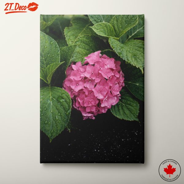 Pink Hydrangea Flower with Dew Drops