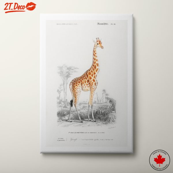 Anatomical Giraffe Illustration