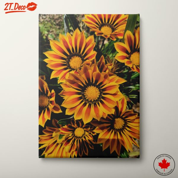 Vibrant Gazania Flowers in Bloom