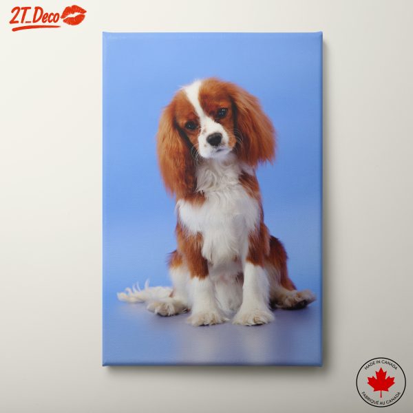 Cavalier King Charles Spaniel Dog