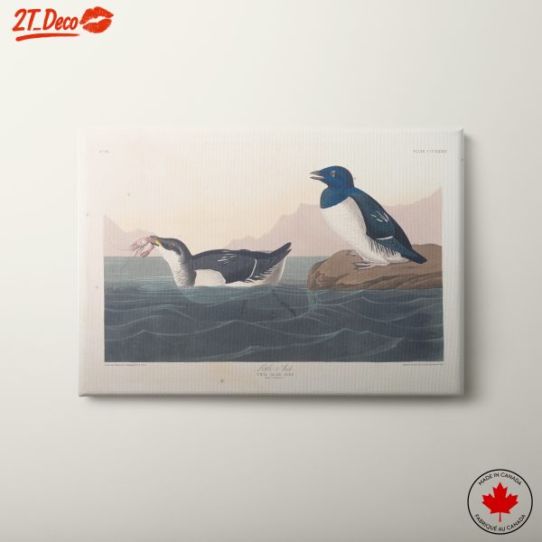 Two Birds on a Rock by the Water