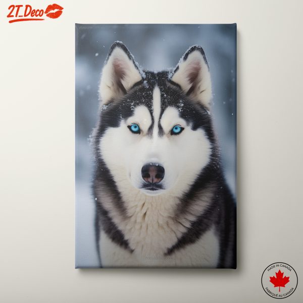 Siberian Husky Portrait in Snow