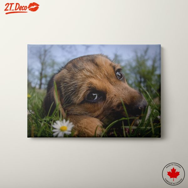 Close-Up of a Playful Dog