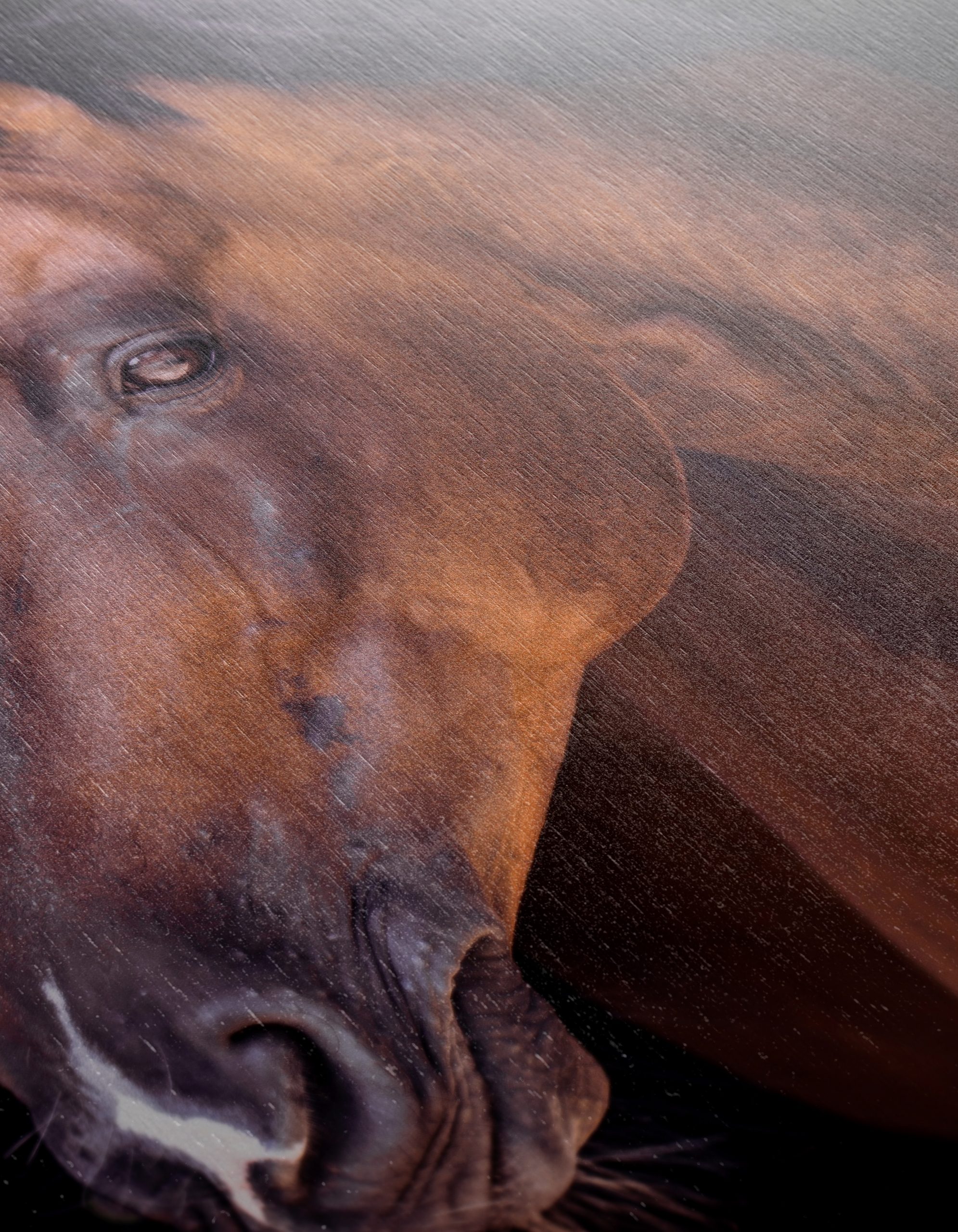 Stunning Horse Portrait - Image 12