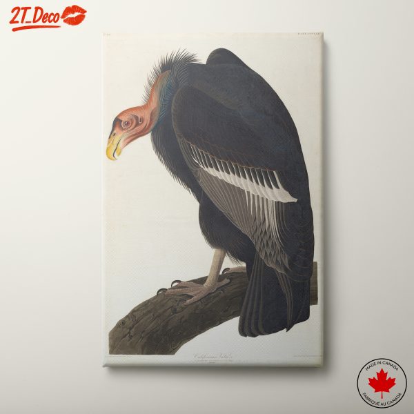 California Vulture Wall Art