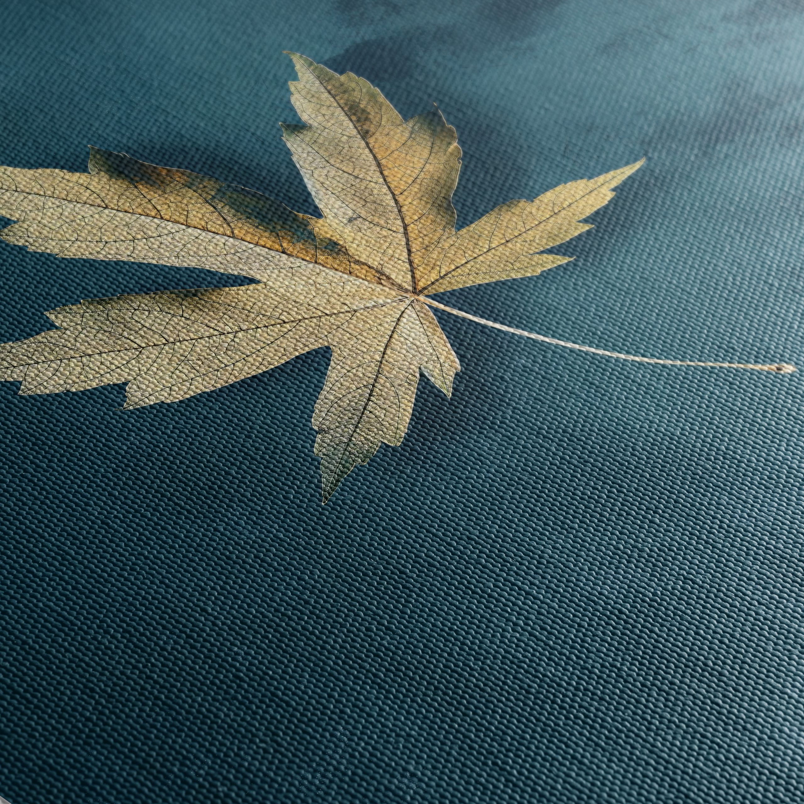Elegant Minimalist Leaf Art for Modern Decor - Image 5