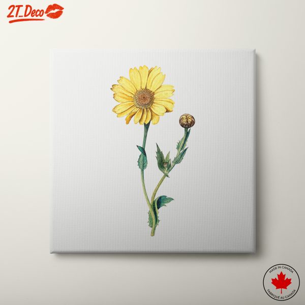 Yellow Flower Botanical Illustration