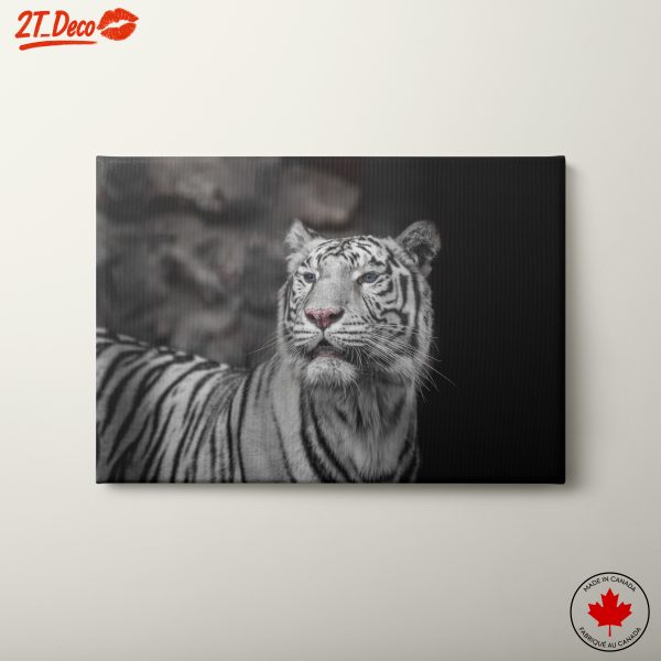 Stunning White Tiger Portrait