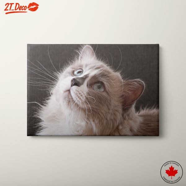 Beautiful Cat Portrait with Blue Eyes