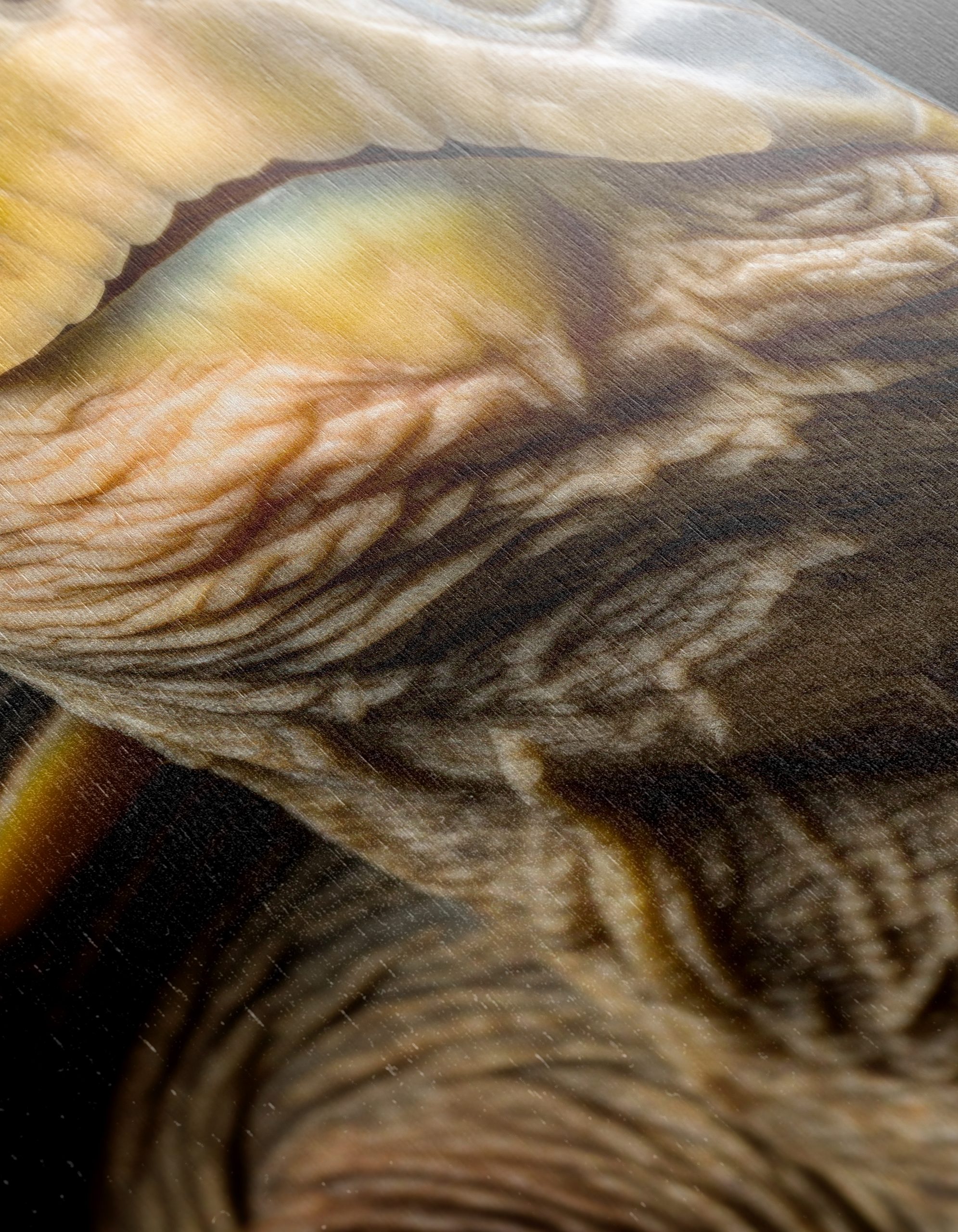Close-Up of an Aquatic Turtle - Image 12