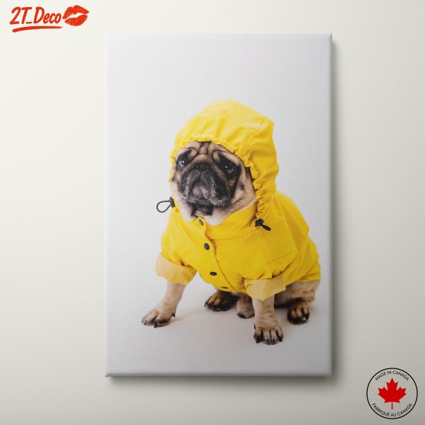 Cute Pug in Yellow Raincoat