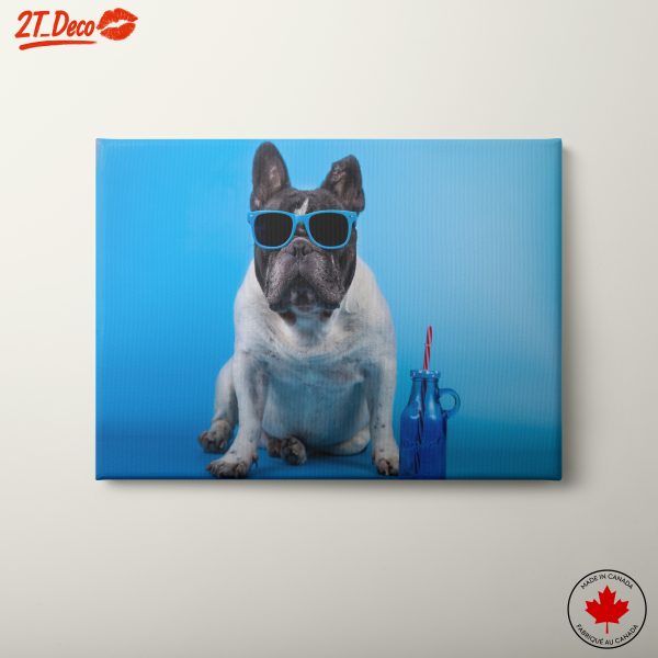 French Bulldog in Sunglasses