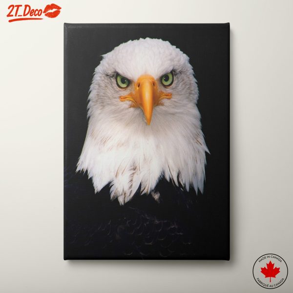 Majestic Bald Eagle