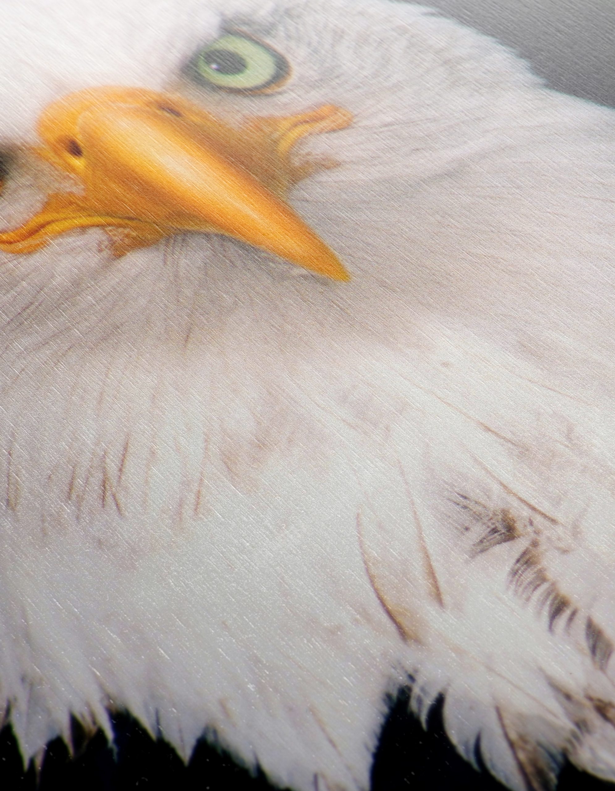 Majestic Bald Eagle - Image 12