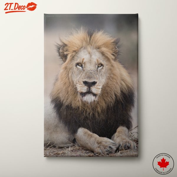 Majestic Lion Portrait 2