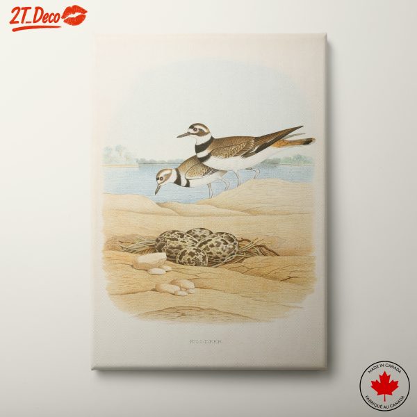 Killdeer Birds Nesting Art
