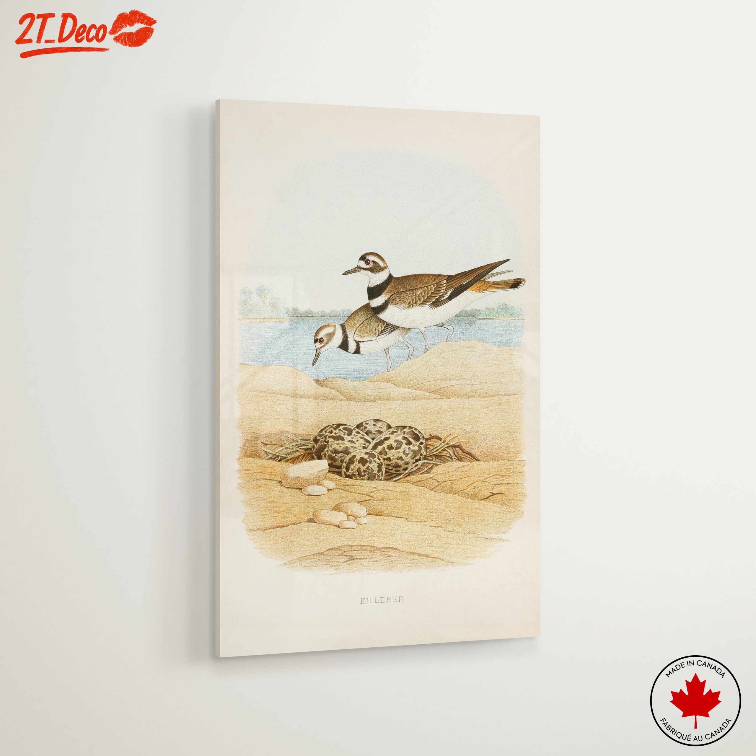 Killdeer Birds Nesting Art - Image 6
