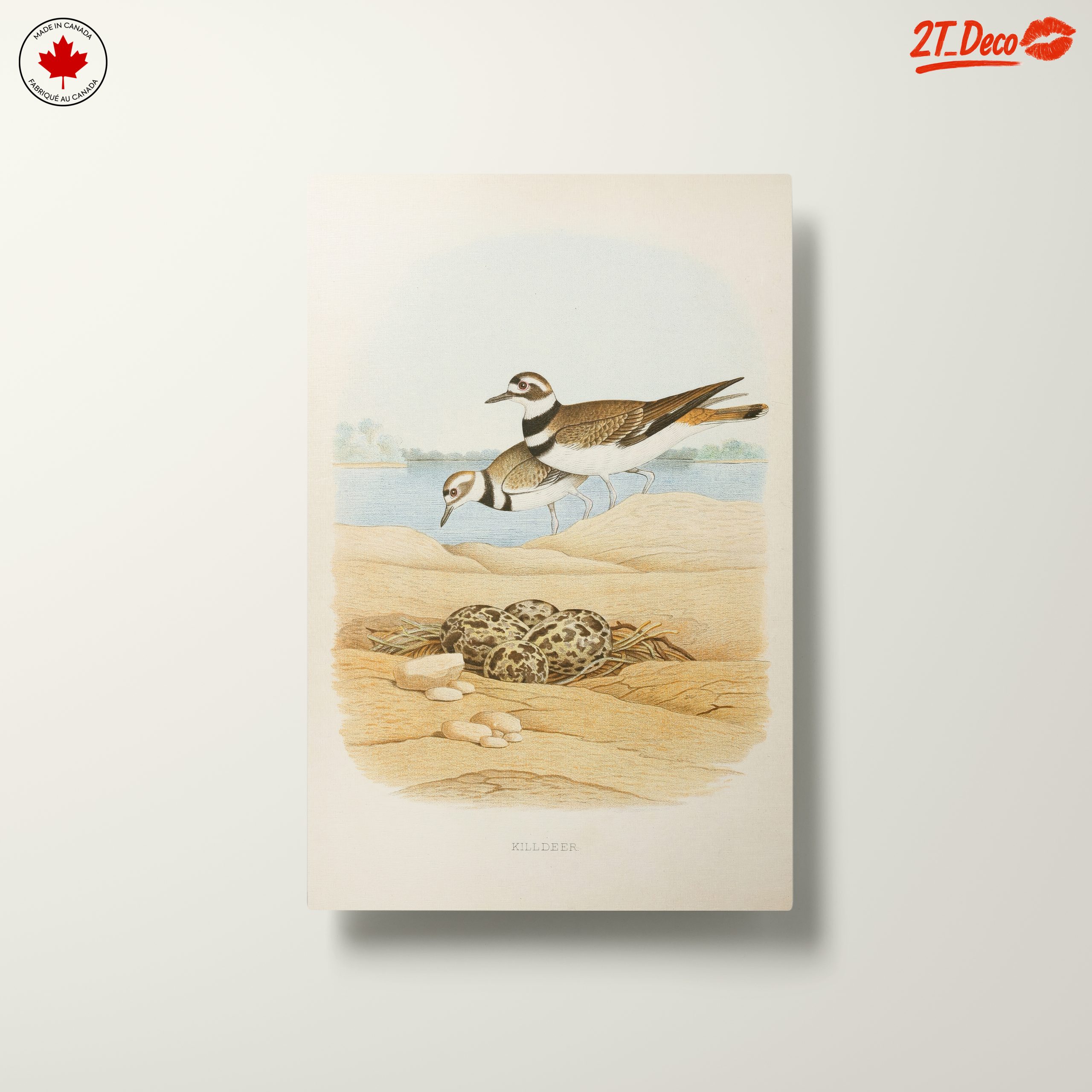 Killdeer Birds Nesting Art - Image 10