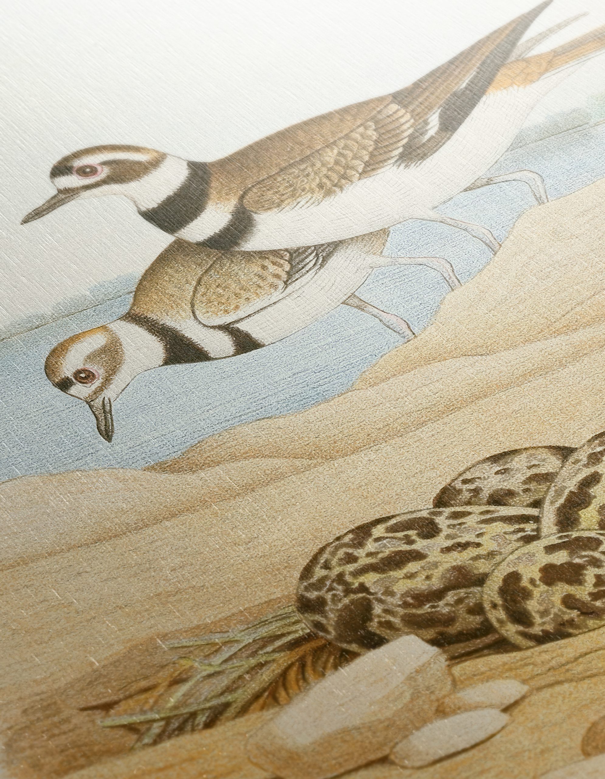 Killdeer Birds Nesting Art - Image 12