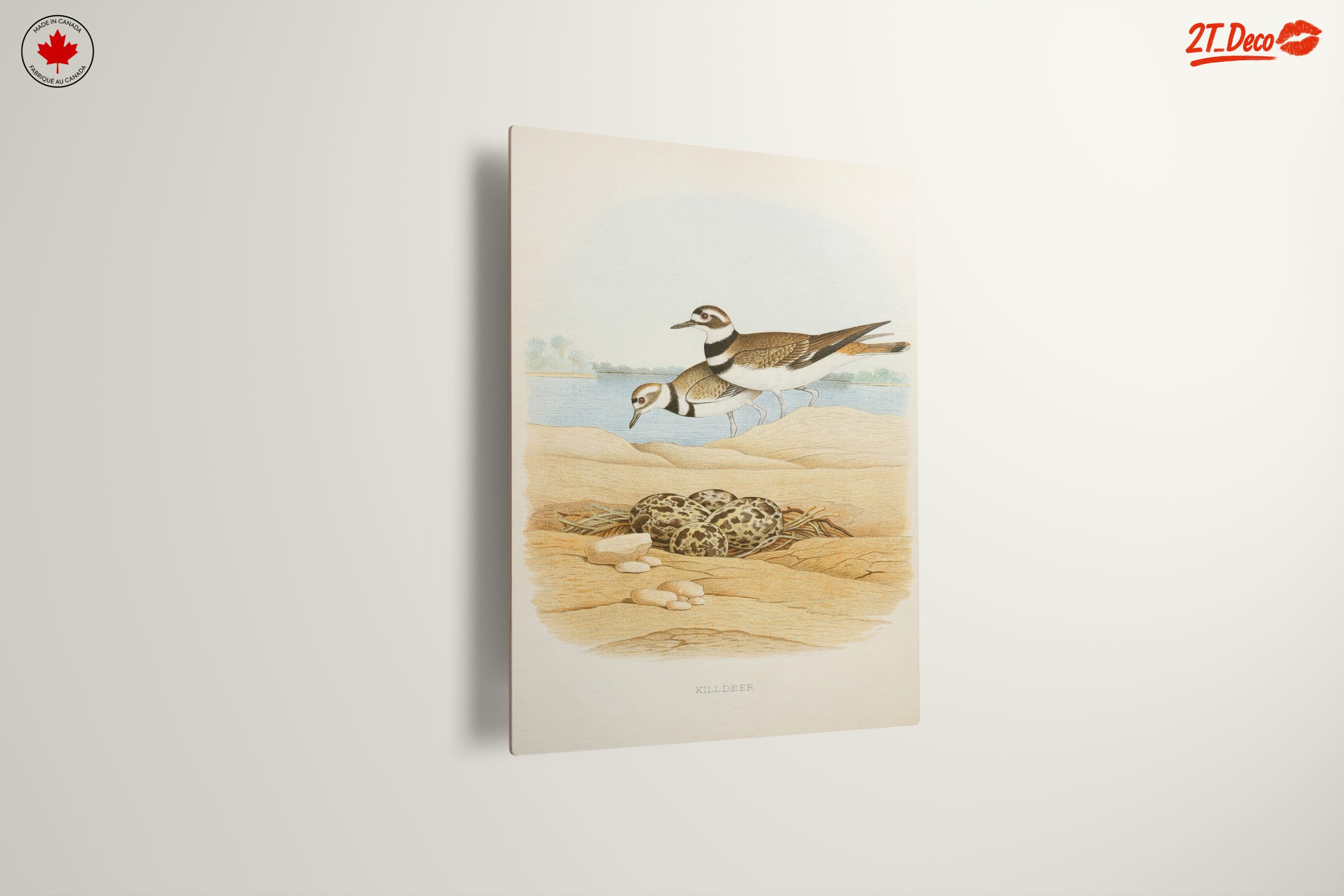 Killdeer Birds Nesting Art - Image 13