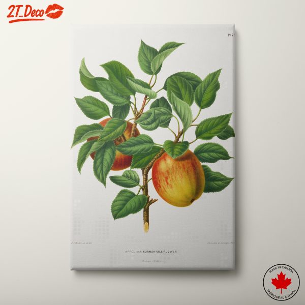 Cornish Gilliflower Apple Botanical Print