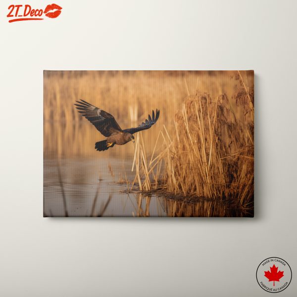 Majestic Bird in Flight Across Reeds