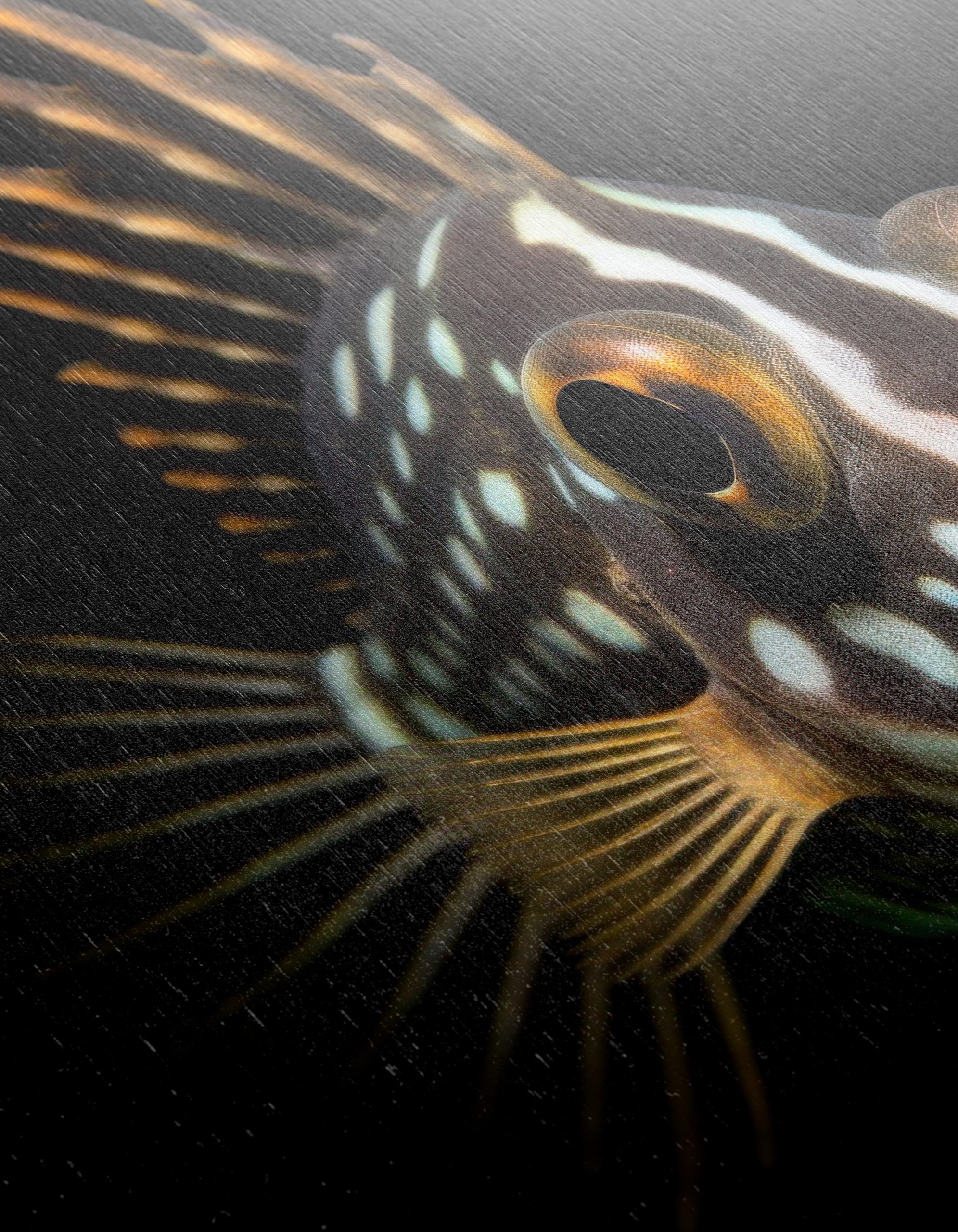 Stunning Aquatic Animal Featuring Fish - Image 12