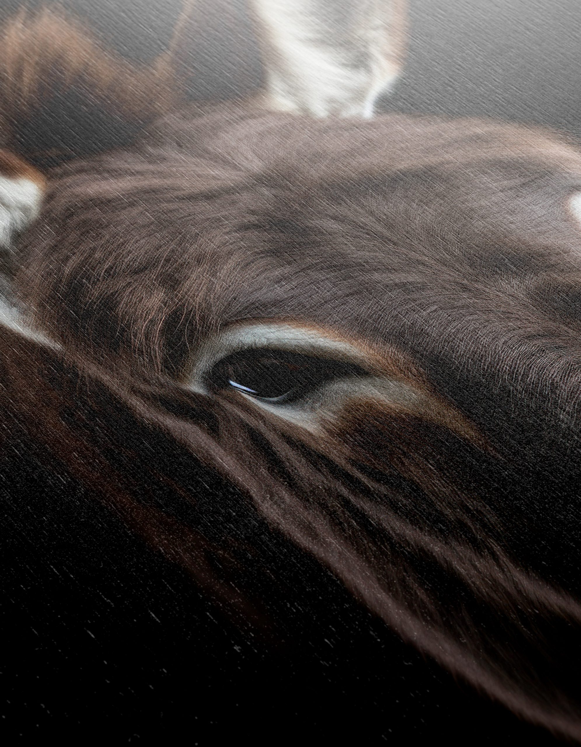 Majestic Donkey Portrait in Dynamic Lighting - Image 12