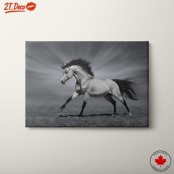 Elegant Horse in Black and White