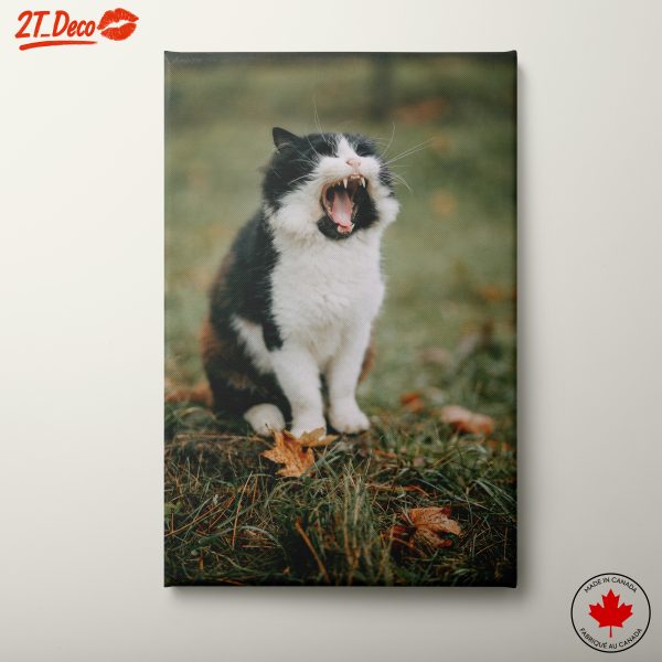 Black and White Cat Yawning in Autumn