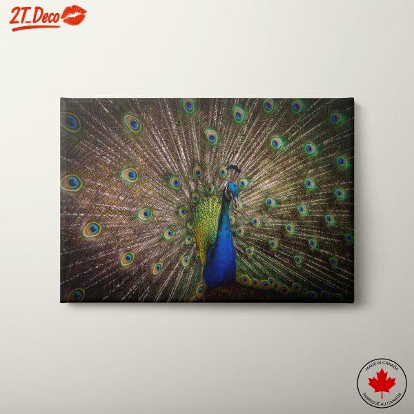 Stunning Peacock with Colorful Feathers
