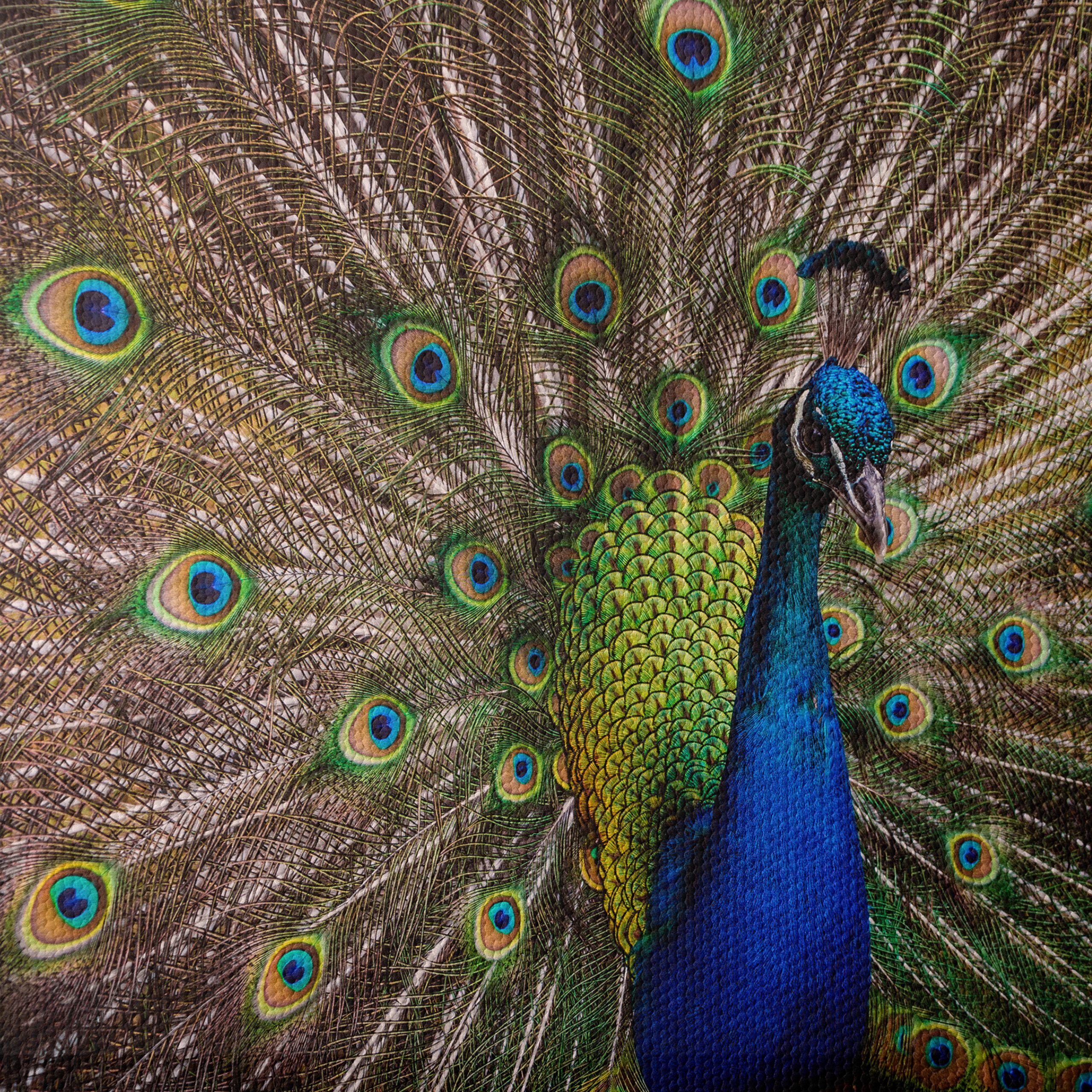 Stunning Peacock with Colorful Feathers - Image 4