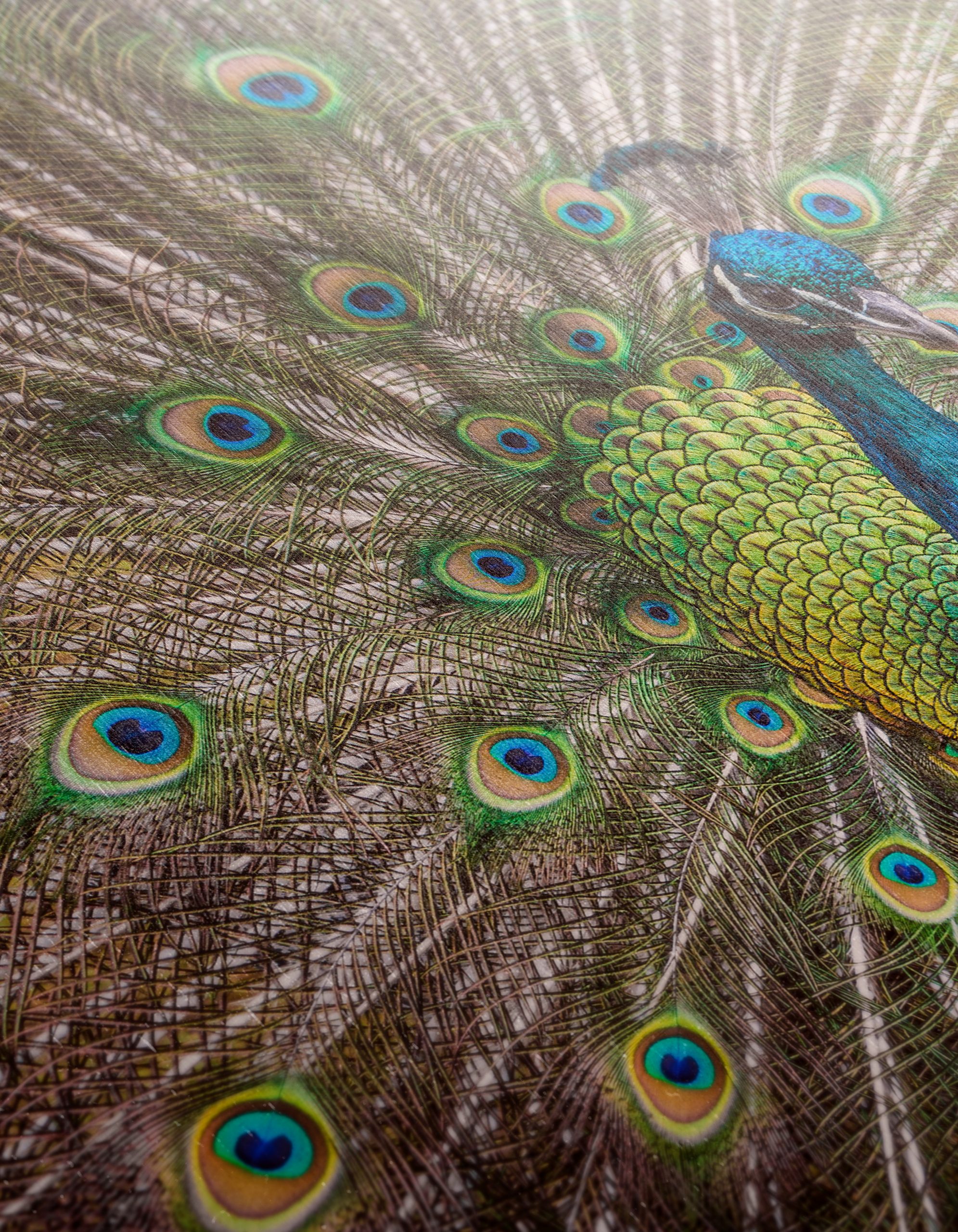 Stunning Peacock with Colorful Feathers - Image 12