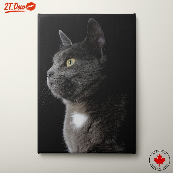 Profile Portrait of a Grey Cat