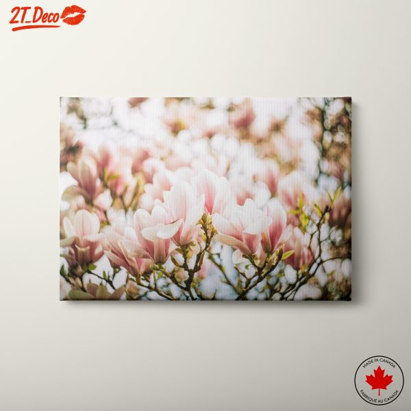 Delicate Pink Magnolia Blossoms
