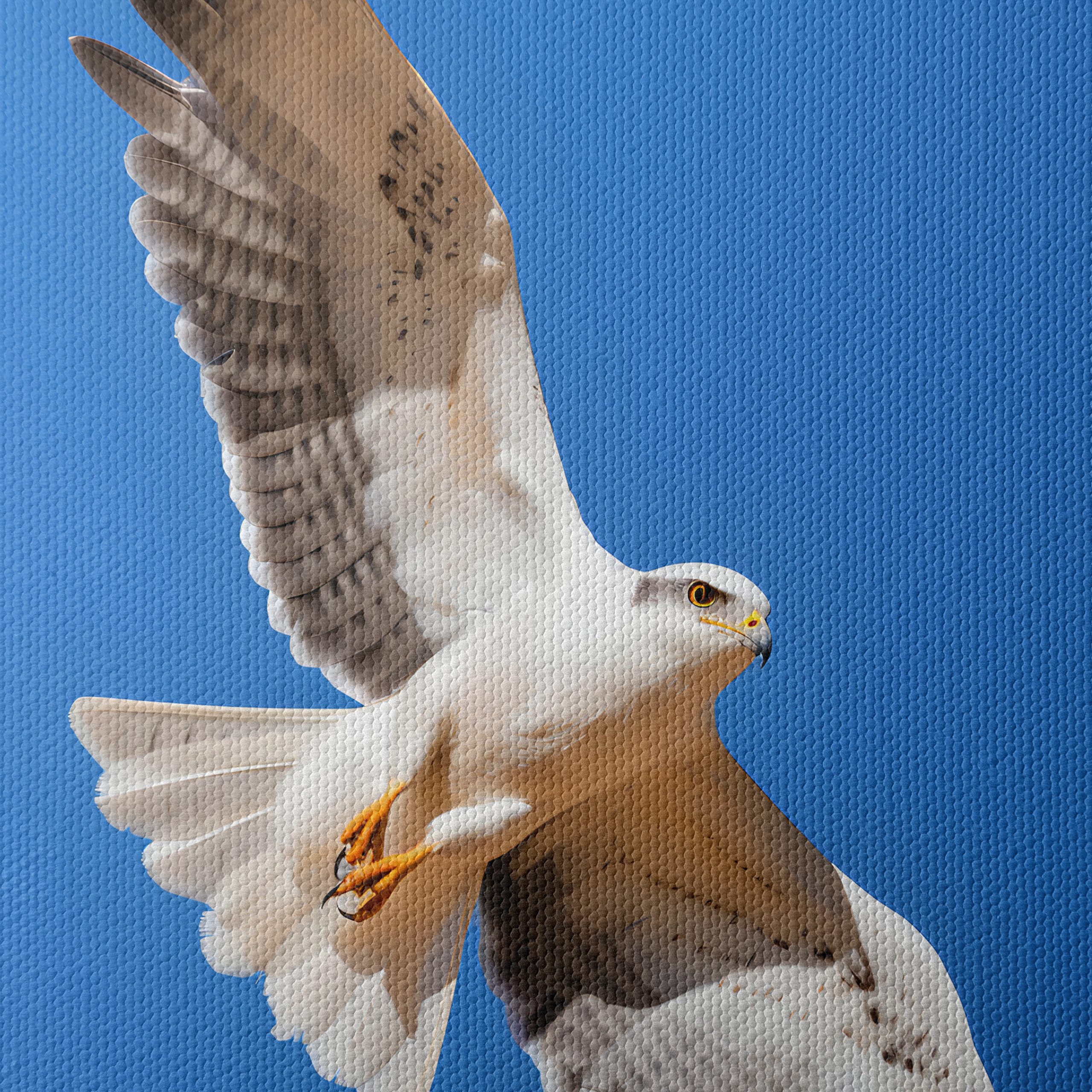Majestic Eagle in Flight Wall Art 3 - Image 4