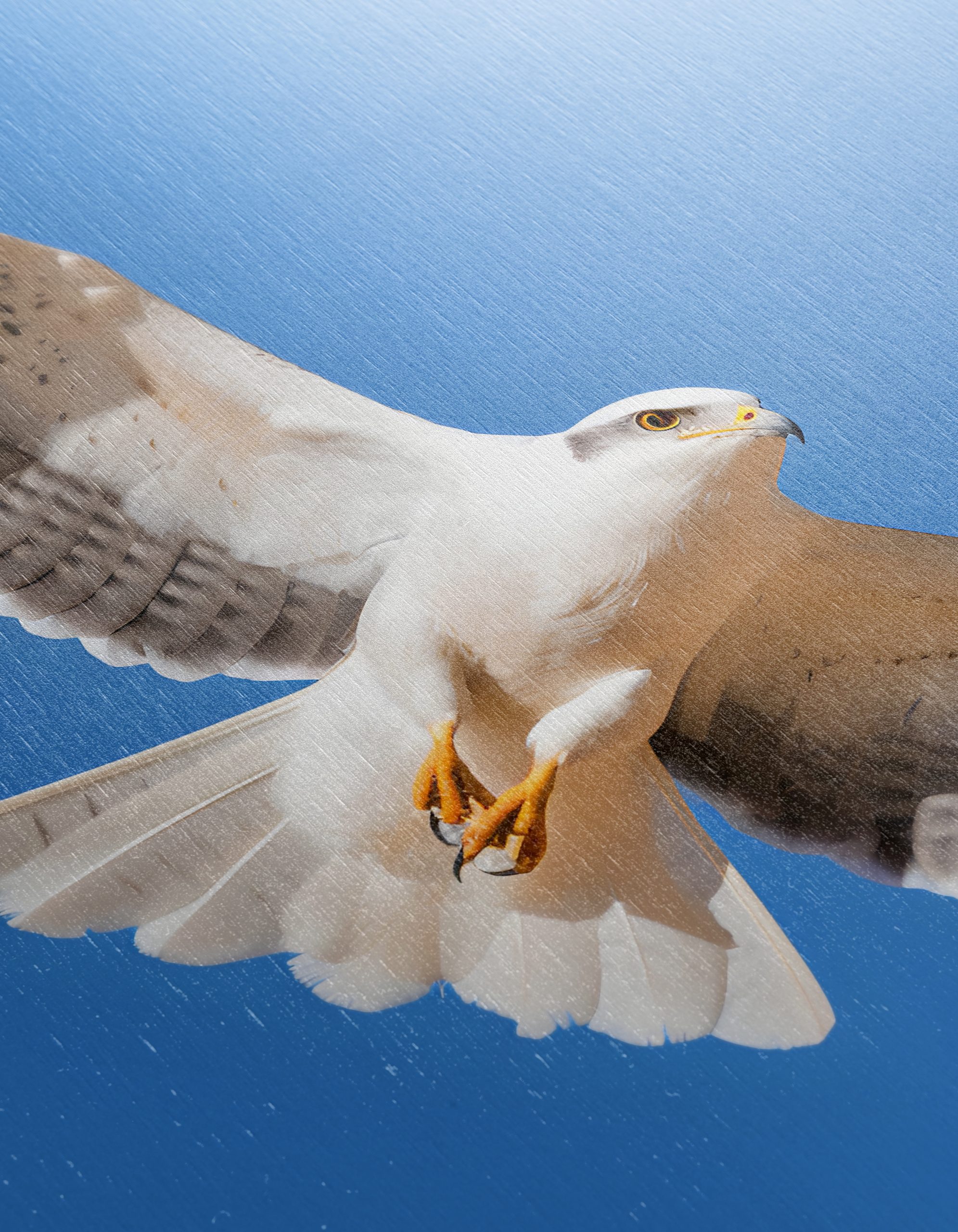 Majestic Eagle in Flight Wall Art 3 - Image 12
