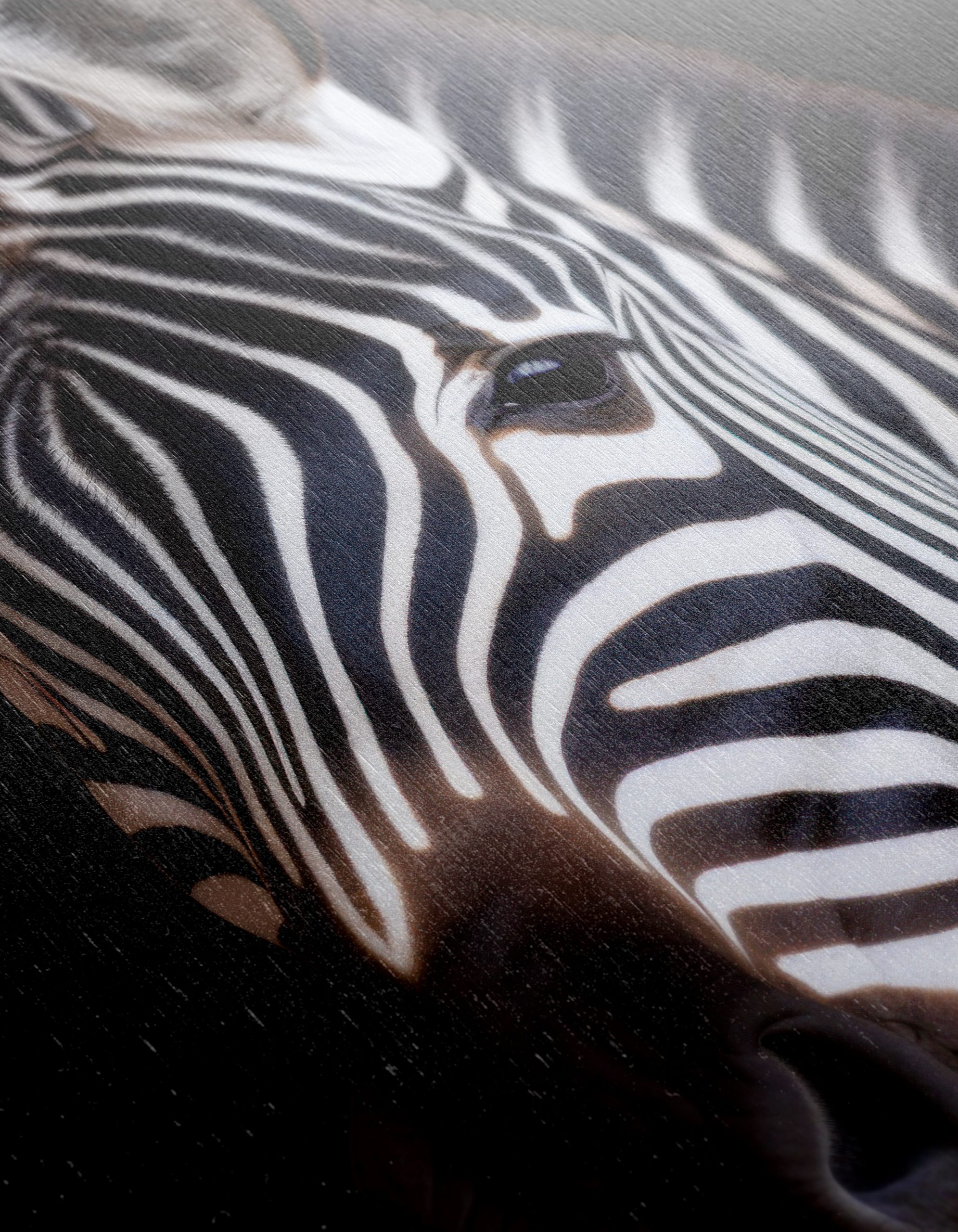 Majestic Zebra Portrait Against Black Background - Image 12
