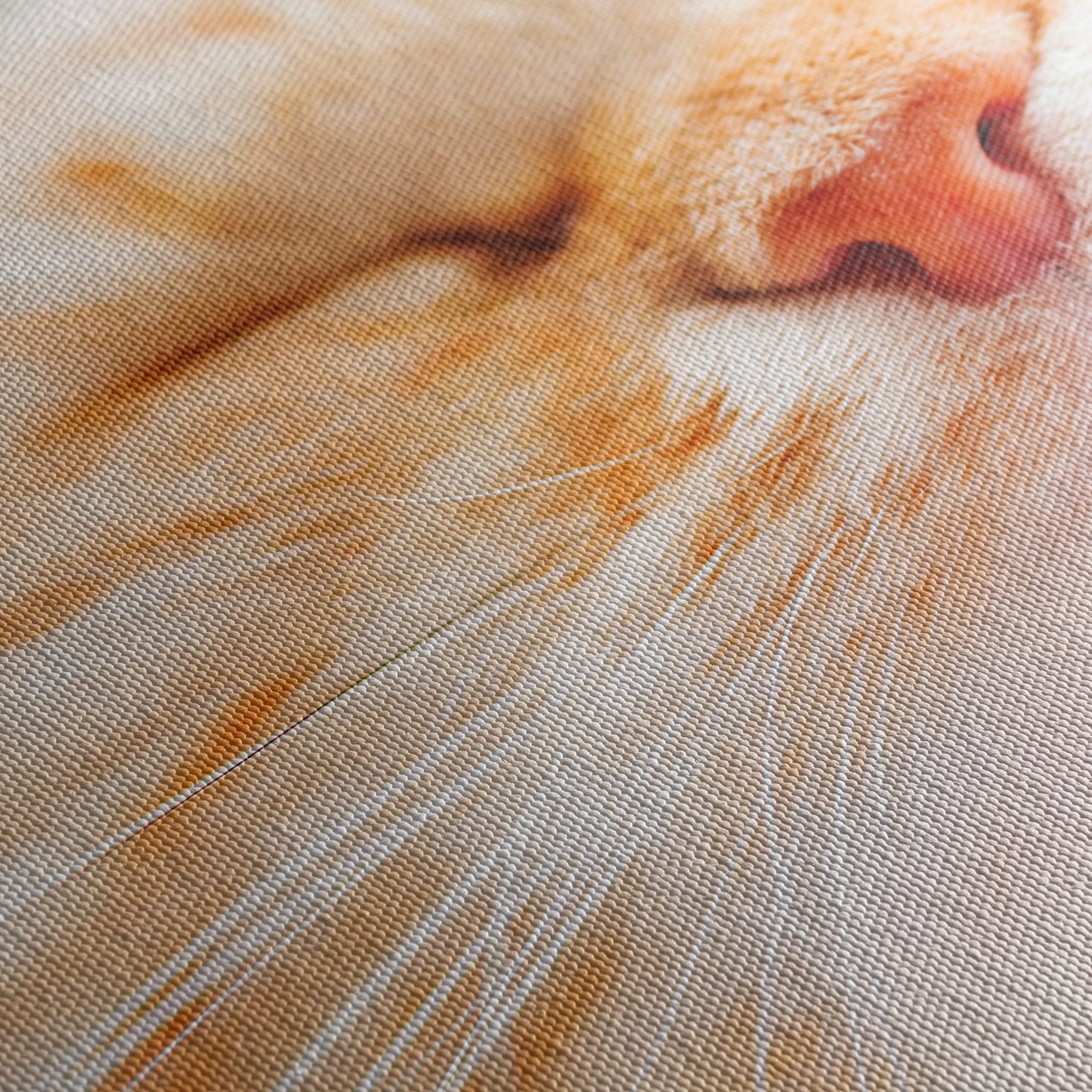 Close-Up Portrait of a Cat 3 - Image 5
