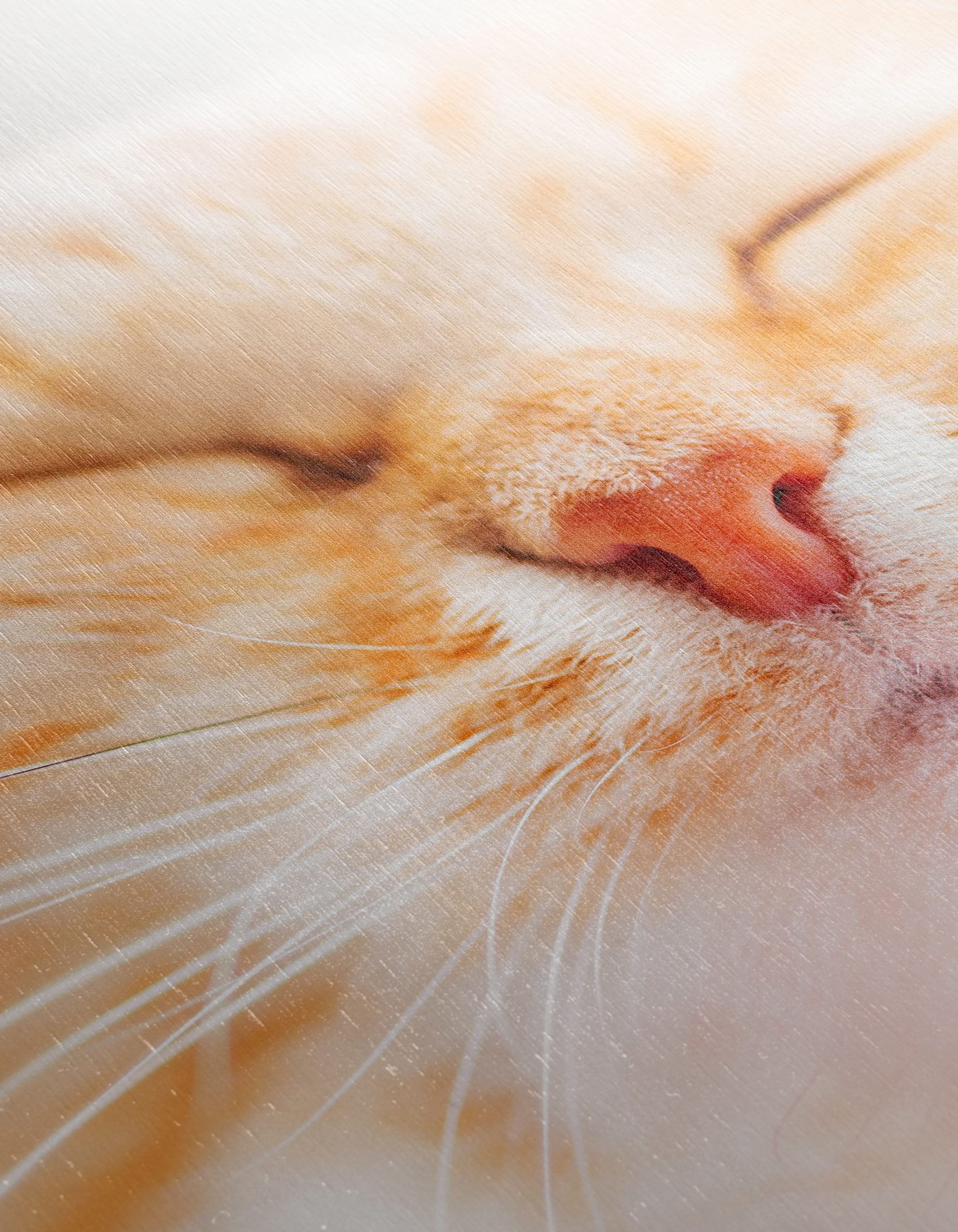 Close-Up Portrait of a Cat 3 - Image 12