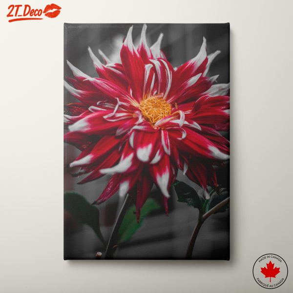 Vibrant Flower in Bold Colors