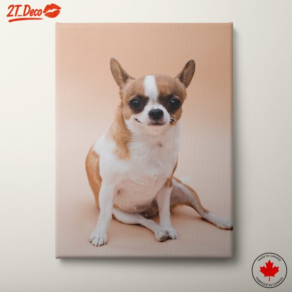 Charming Chihuahua Dog