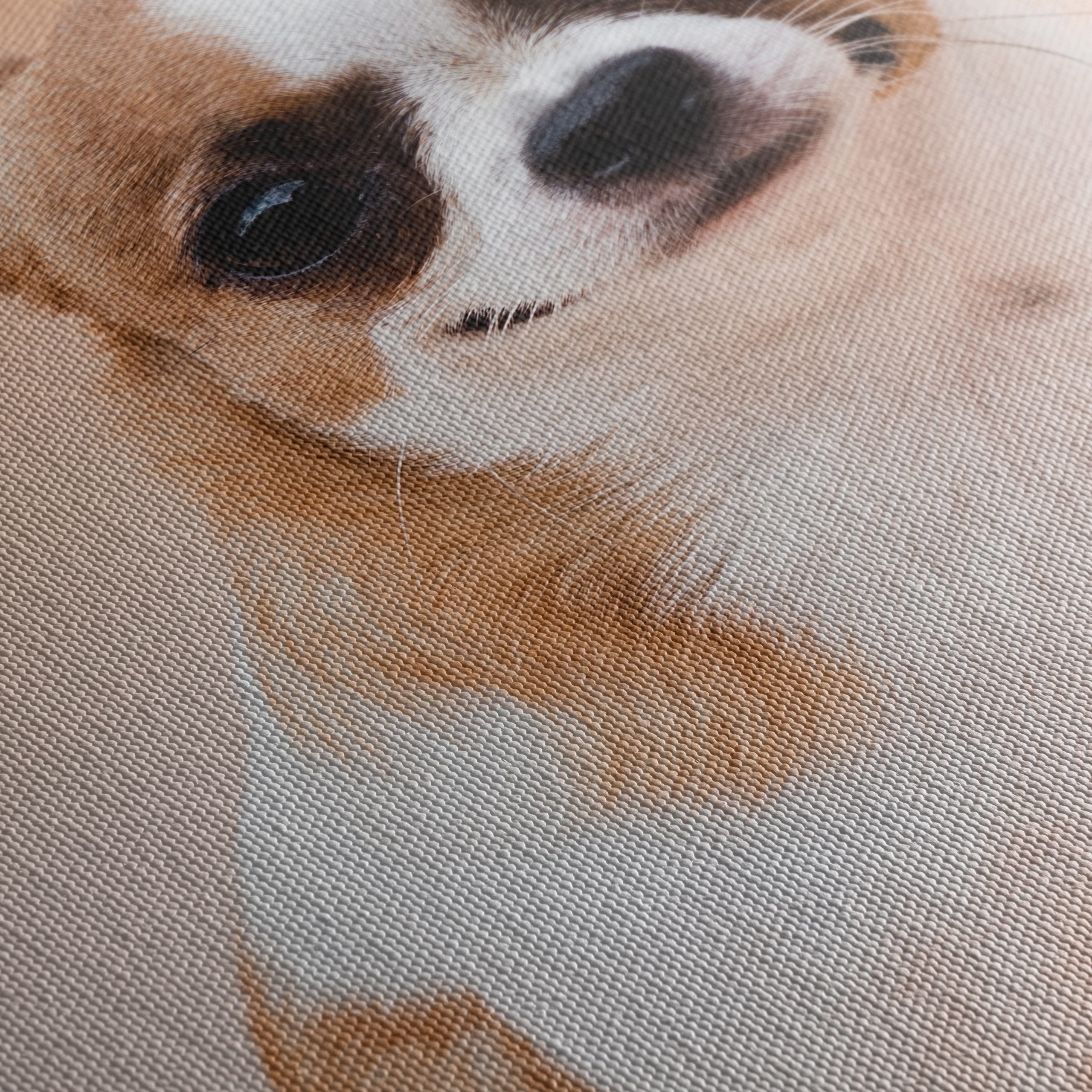 Charming Chihuahua Dog - Image 5