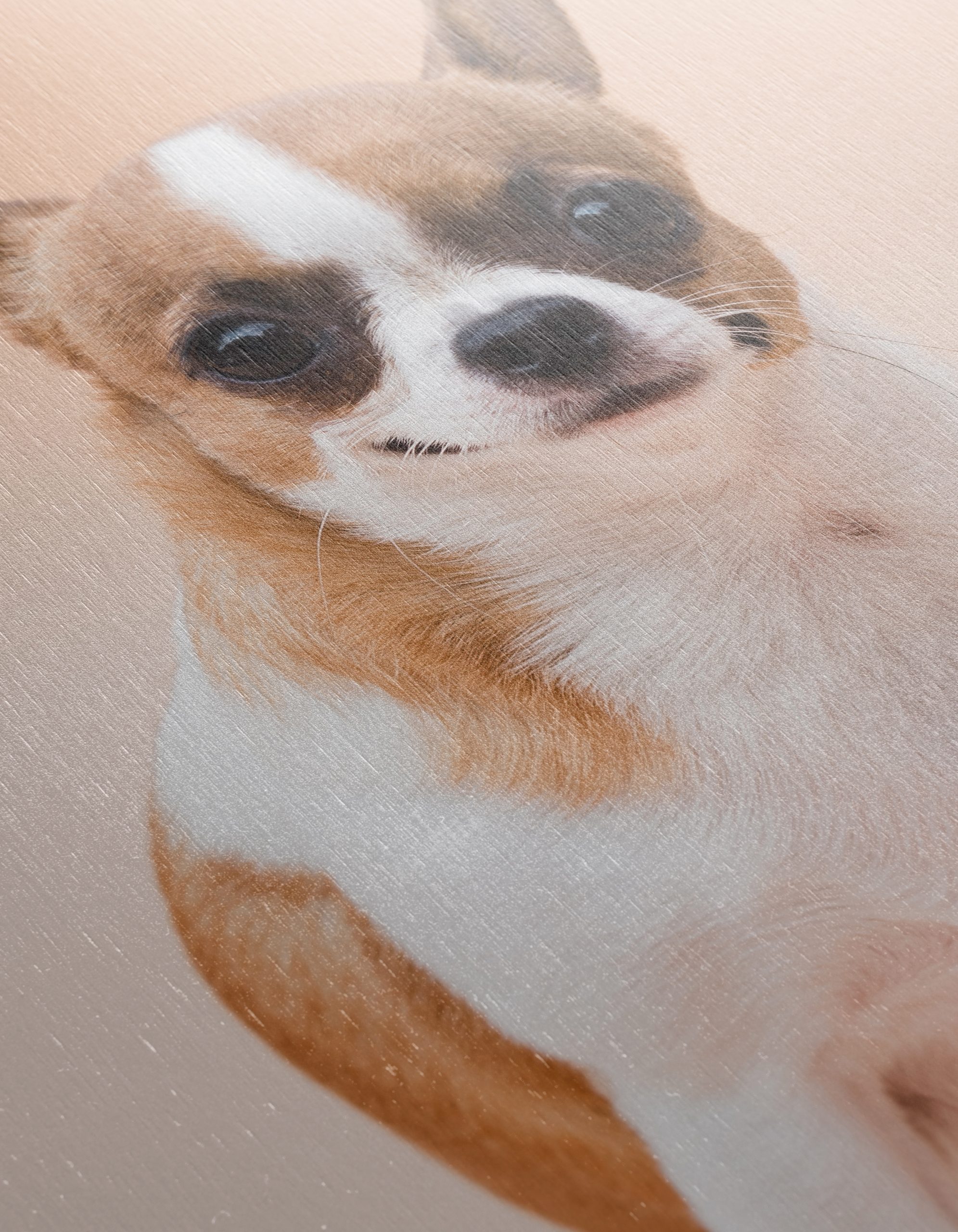Charming Chihuahua Dog - Image 12