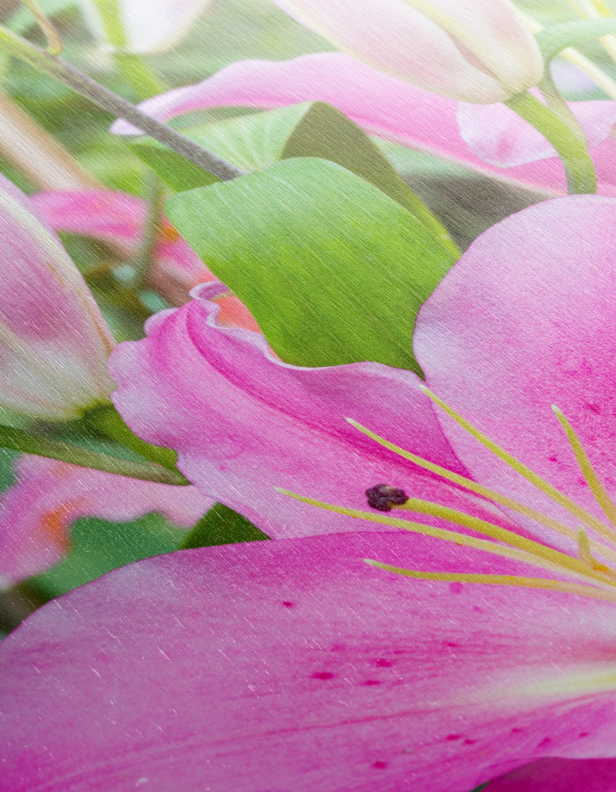 Stunning Pink Lilies in Bloom - Image 12